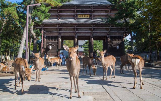 Picture 9 of things to do in Nara city