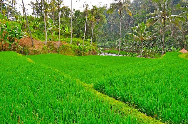 Picture 7 of things to do in Ubud city